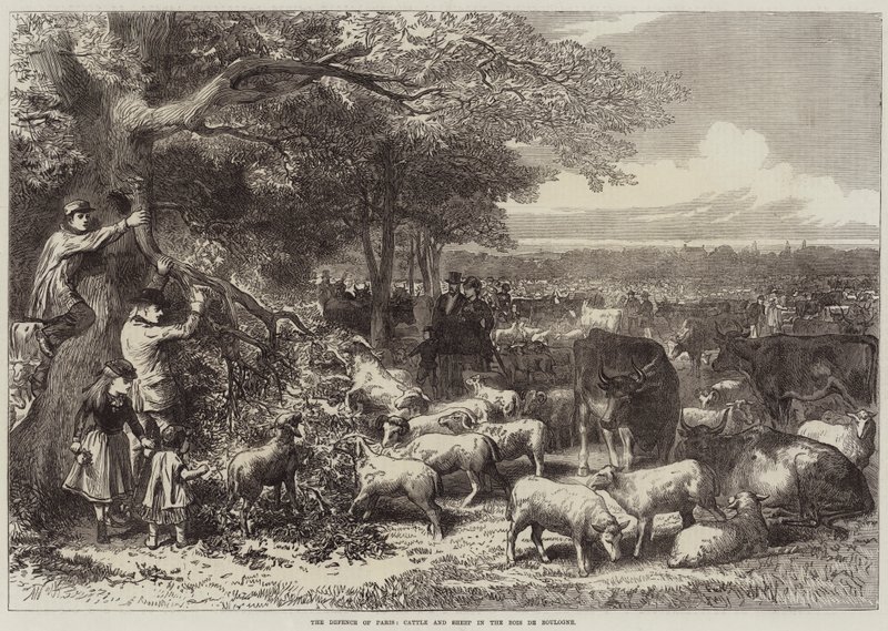 The Defence of Paris, Cattle and Sheep in the Bois de Boulogne by Arthur Hopkins