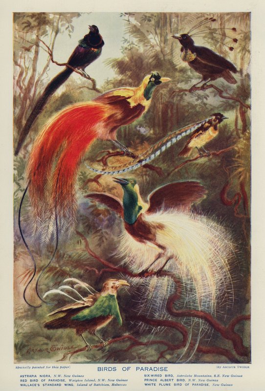 Birds of Paradise by Arthur Twidle