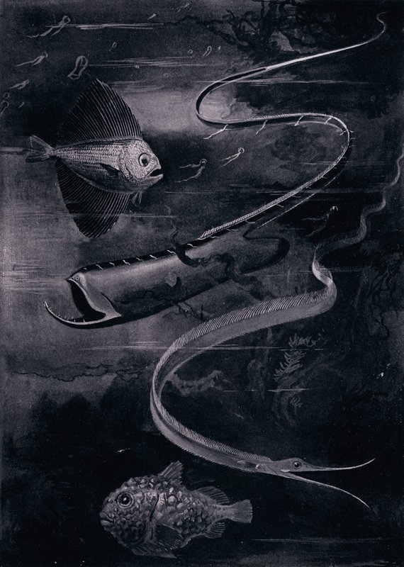 Deep-Sea Fish by Arthur Twidle