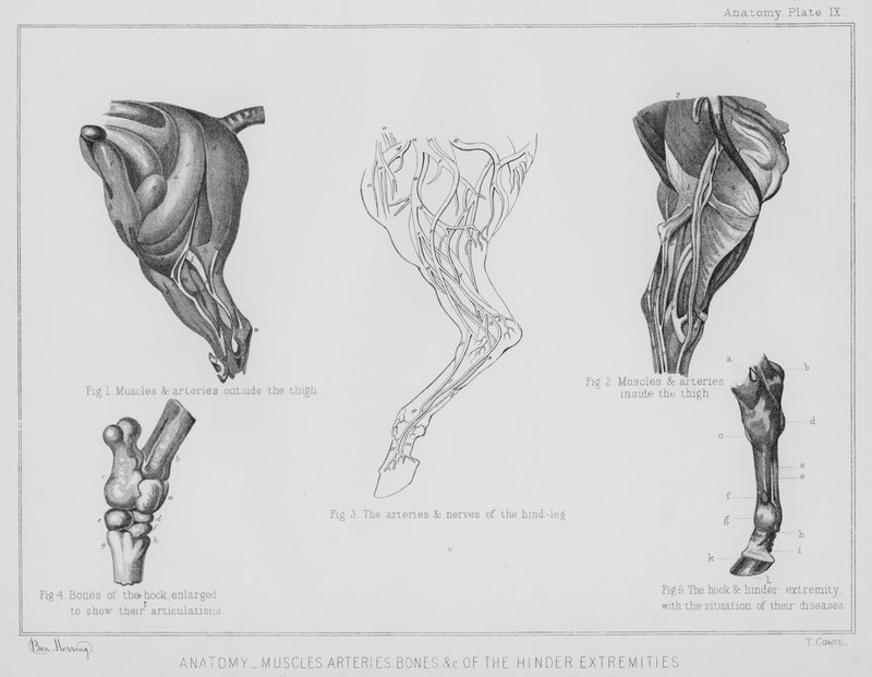 Anatomy, Muscles Arteries, Bones etc of the Hinder Extremities by Benjamin Herring