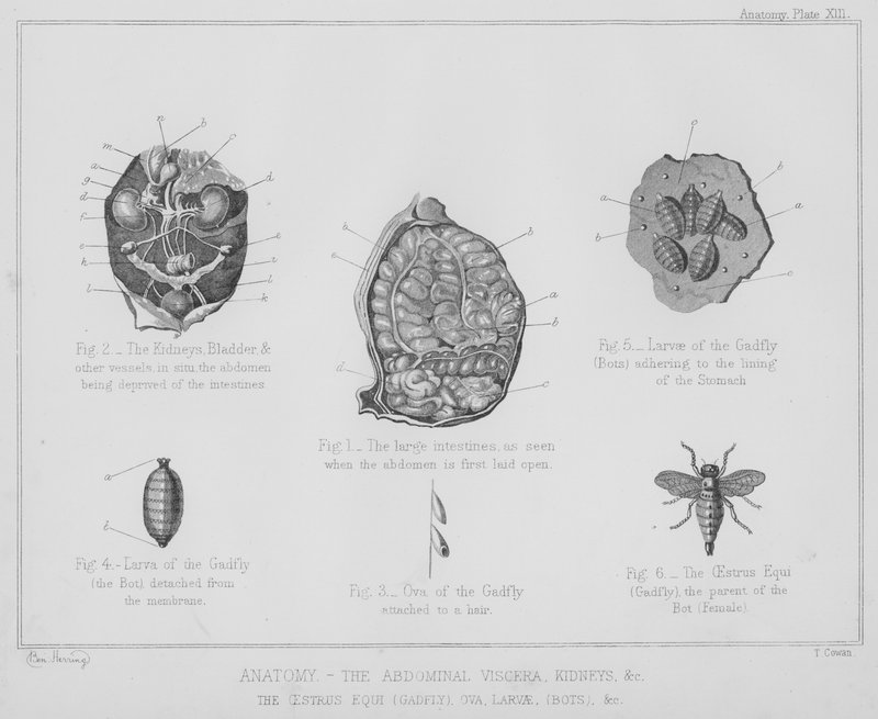 Anatomy, the Abdominal Viscera, Kidneys, etc., the Oestrus Equi, Gadfly, Ova, Larvae, Bots etc by Benjamin Herring