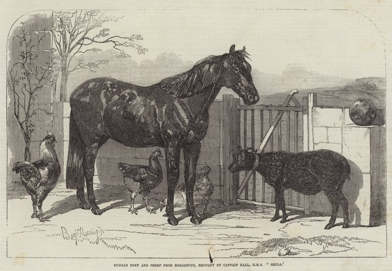 Russian Pony and Sheep from Bomarsund, brought by Captain Hall, HMS Hecla by Benjamin Herring