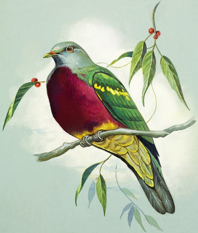 Magnificent Fruit Pigeon by Bert Illoss