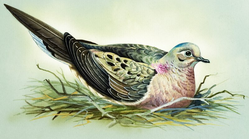 Mourning Dove by Bert Illoss