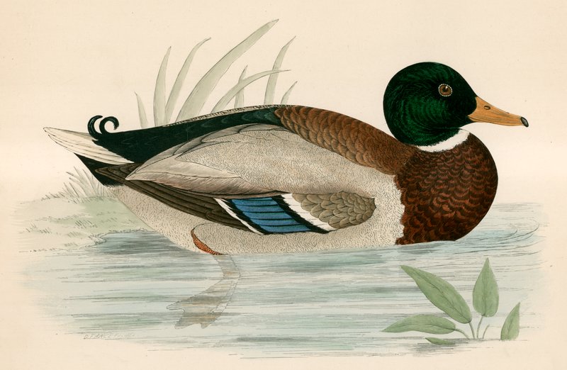 Mallard by Beverley R. Morris