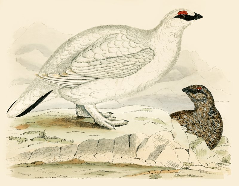 Ptarmigan by Beverley R. Morris