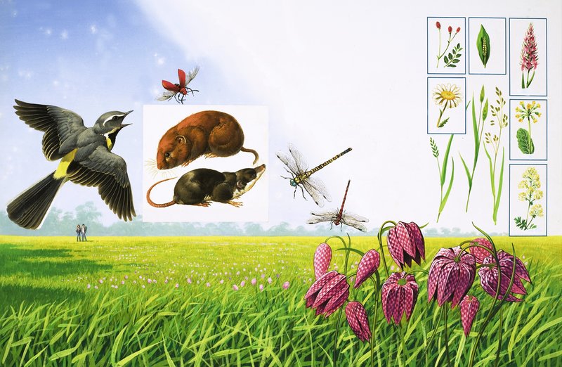The Flowering Fields, Including Grey Wagtail, Red Cardinal Beetle, Field Vole and Various Varieties of Grass and Plants by Bob Hersey