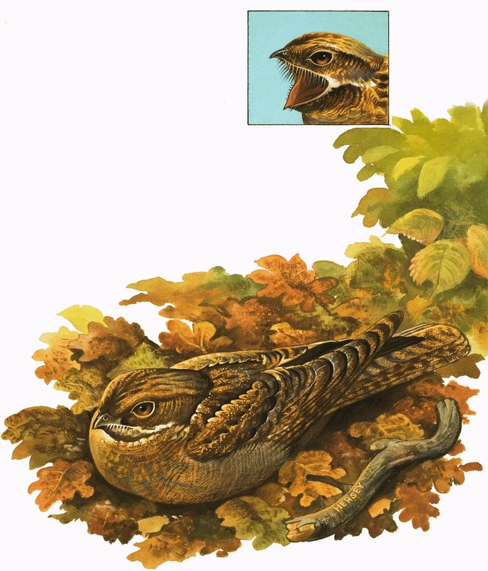 Unidentified Bird by Bob Hersey