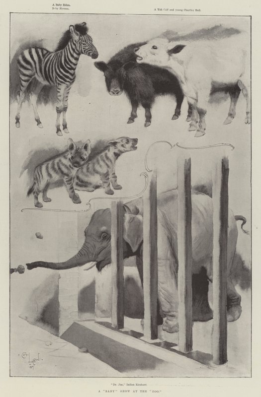 A Baby Show at the Zoo by Cecil Charles Windsor Aldin