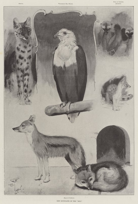 New Occupants of the Zoo by Cecil Charles Windsor Aldin