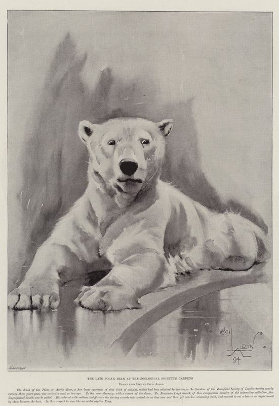 The Late Polar Bear at the Zoological Society
