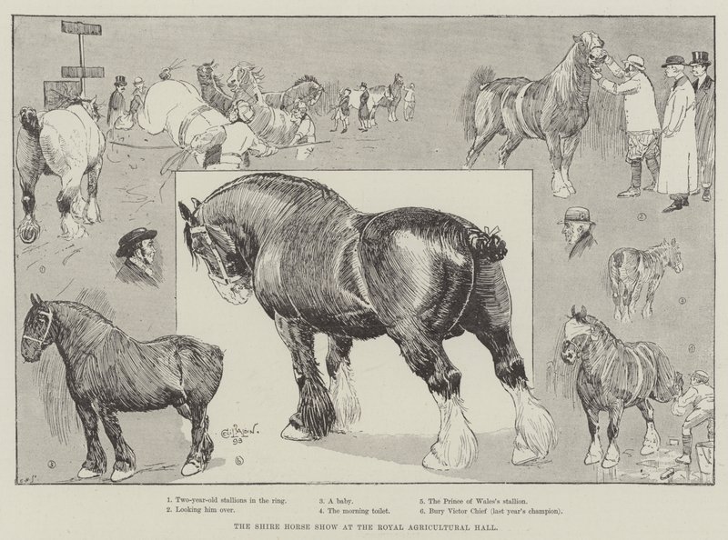 The Shire Horse Show at the Royal Agricultural Hall by Cecil Charles Windsor Aldin