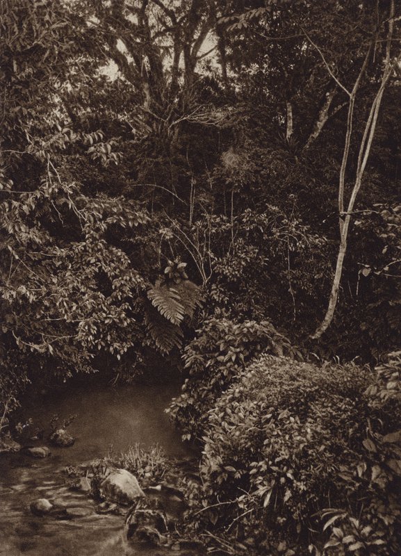 Mexico: Forest near Mirador, Panorama of Virgin Forest by Cecile Seler Sachs