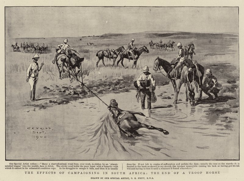 The Effects of Campaigning in South Africa, the end of a Troop Horse by Charles Edwin Fripp