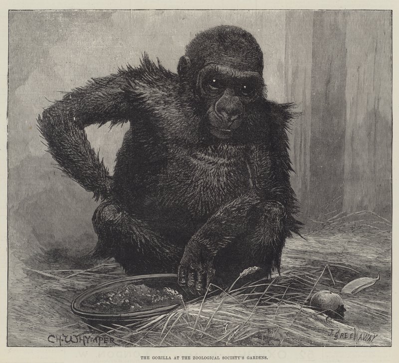 The Gorilla at the Zoological Society