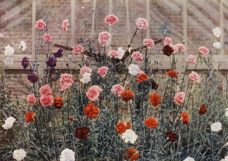 Perpetual Flowering Carnations by Charles Essenhigh Corke