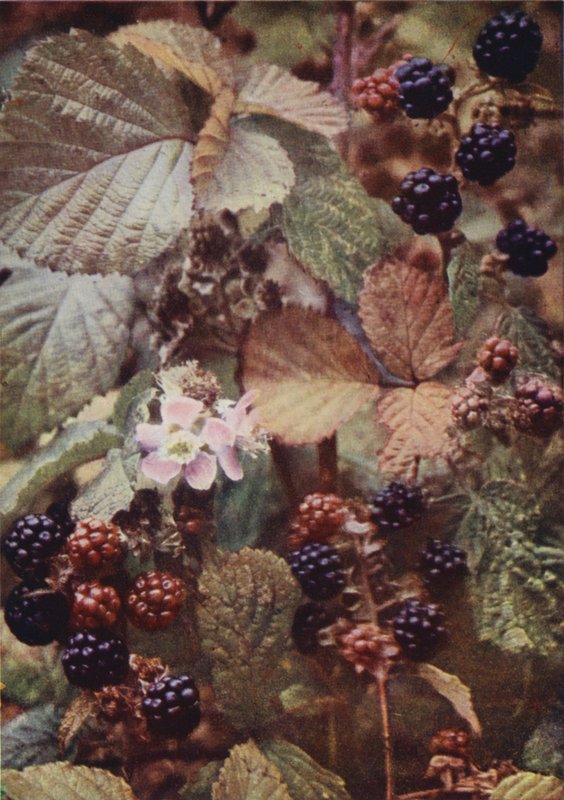 Wild Flowers: Bramble by Charles Essenhigh Corke