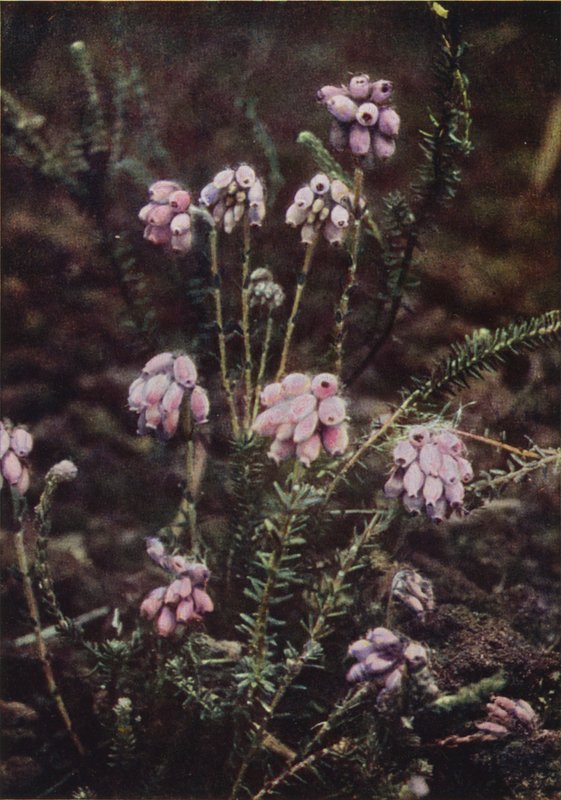 Wild Flowers: Cross-Leaved Heath by Charles Essenhigh Corke