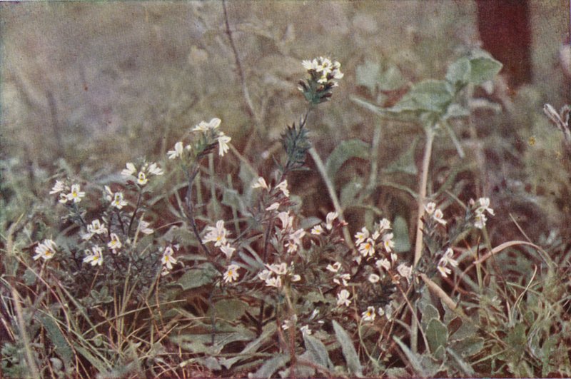 Wild Flowers: Eyebright by Charles Essenhigh Corke