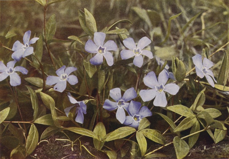 Wild Flowers: Lesser Periwinkle by Charles Essenhigh Corke