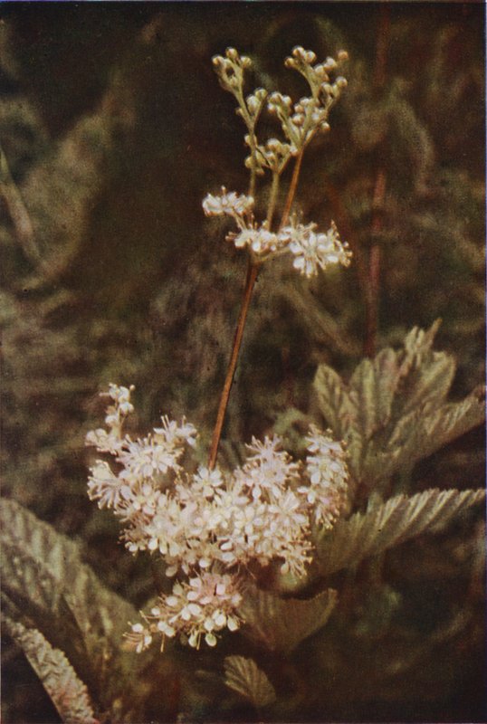Wild flowers: Meadow-Sweet by Charles Essenhigh Corke