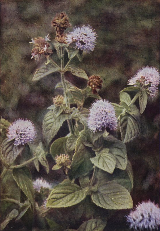 Wild Flowers: Pepper-Mint by Charles Essenhigh Corke