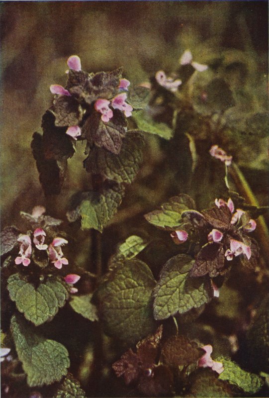 Wild Flowers: Red Dead Nettle by Charles Essenhigh Corke