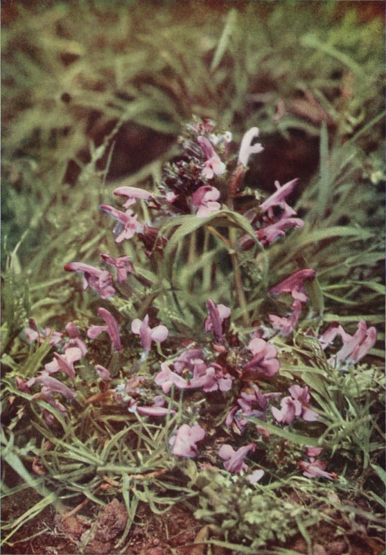 Wild flowers: Red Rattle by Charles Essenhigh Corke