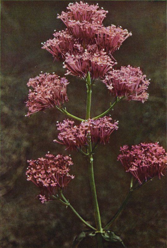 Wild Flowers: Red Valerian by Charles Essenhigh Corke
