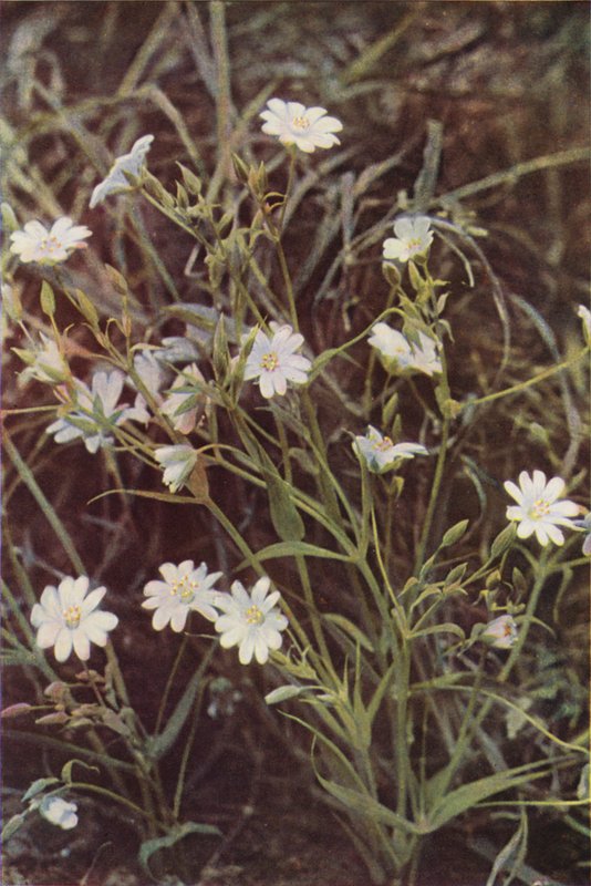 Wild flowers: Stitchwort by Charles Essenhigh Corke