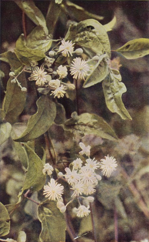 Wild Flowers: Wild Clematis by Charles Essenhigh Corke