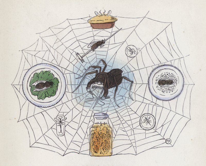 Spider in its web surrounded by food by Charles Henry (after) Bennett