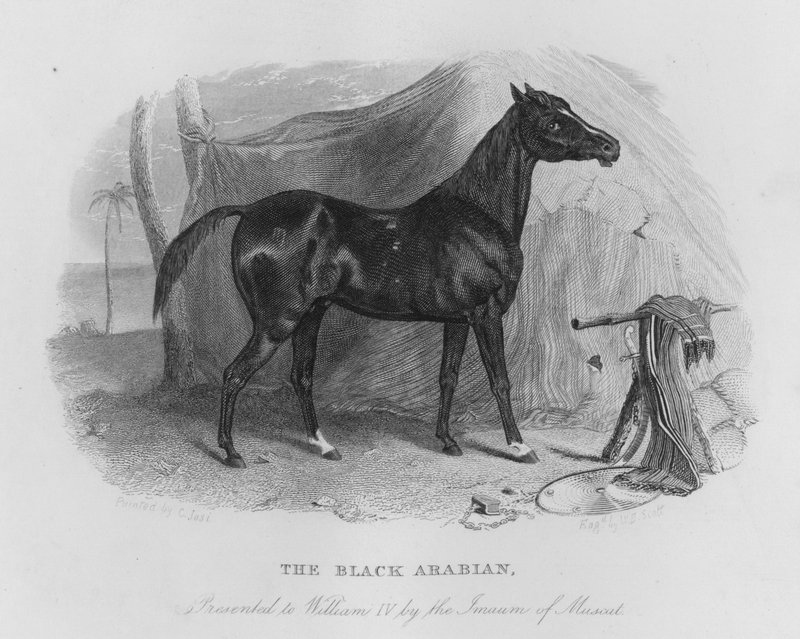 The Black Arabian, Presented to William IV by the Imaum of Muscat by Christian Josi
