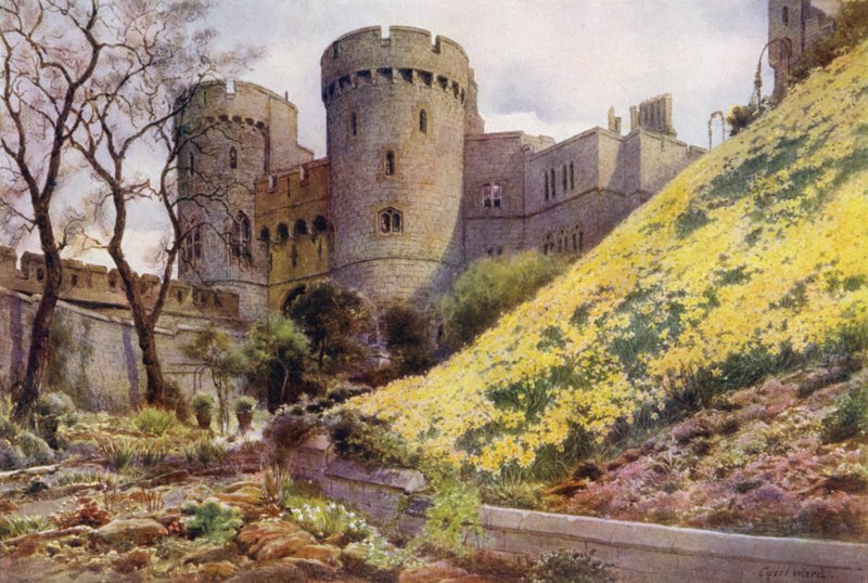 Daffodils on the Hill below Round Tower, Windsor Castle by Cyril Ward