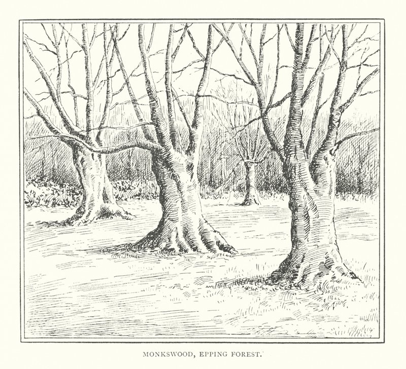 Monkswood, Epping Forest by Duncan Moul