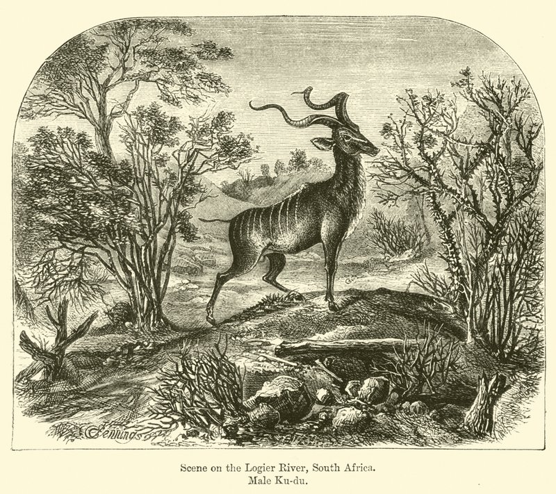 Scene on the Logier River, South Africa, Male Kudu by E. Jennings