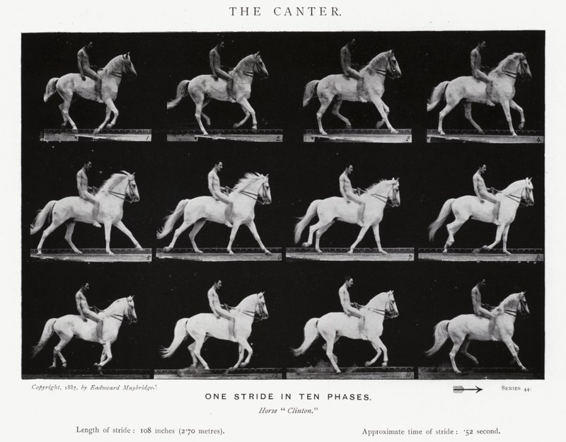 The Canter by Eadweard Muybridge