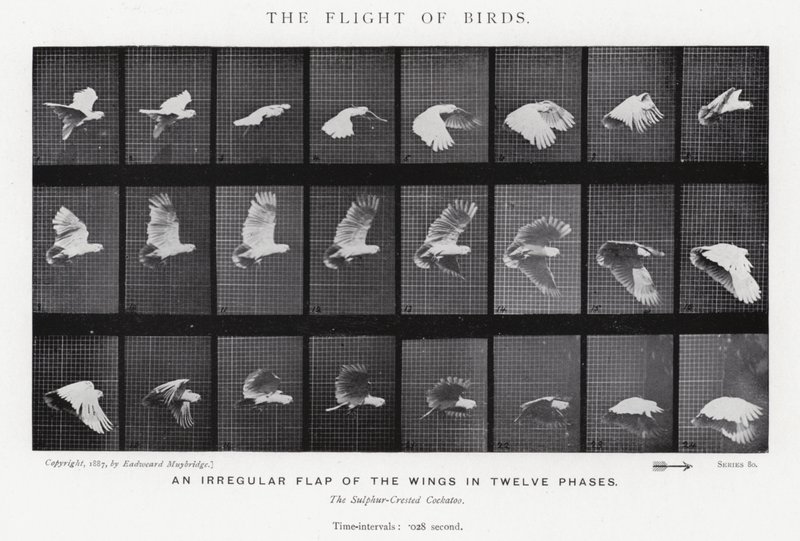 Eadweard Muybridge: The Flight of Birds (b/w photo) by Eadweard Muybridge