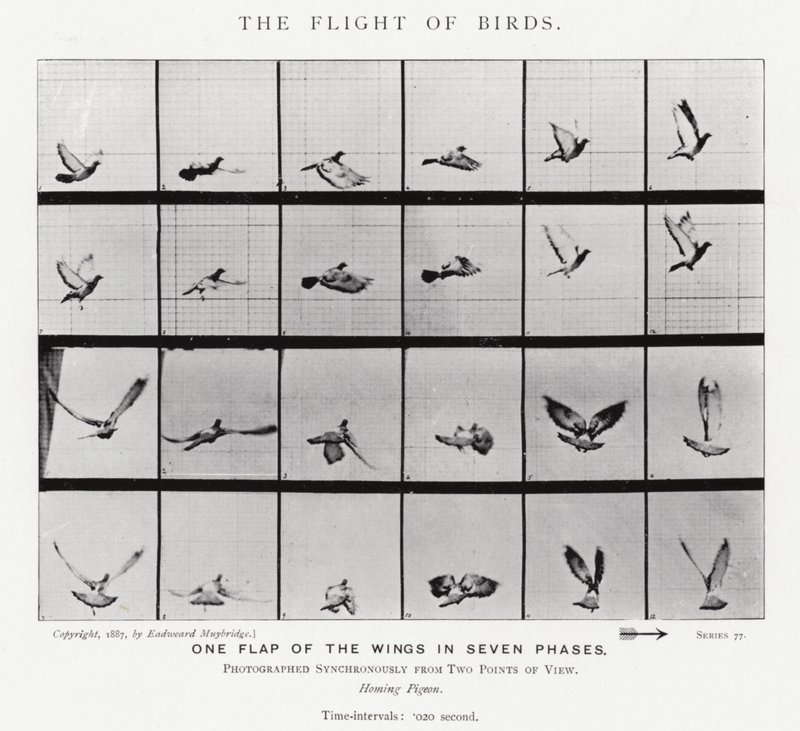 The Flight of Birds by Eadweard Muybridge