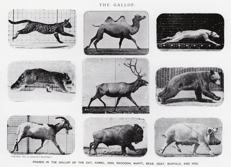 The Gallop by Eadweard Muybridge