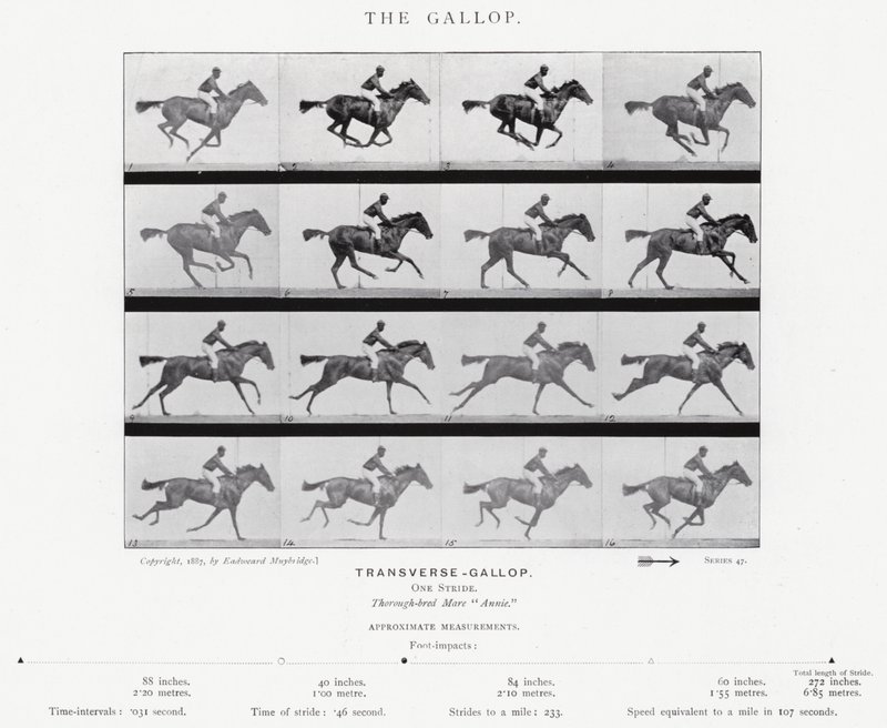 Eadweard Muybridge: The Gallop (b/w photo) by Eadweard Muybridge