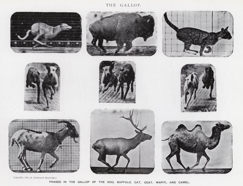 Eadweard Muybridge: The Gallop (b/w photo) by Eadweard Muybridge
