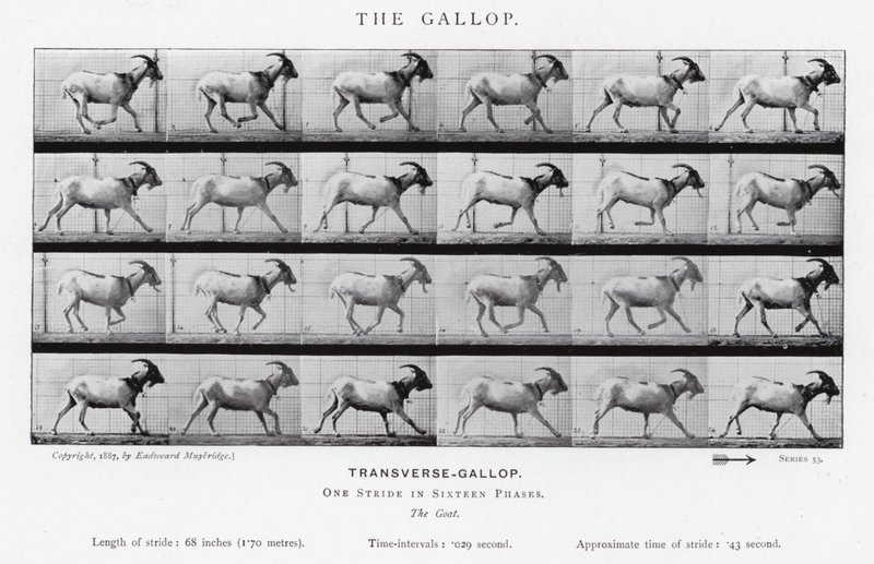The Gallop by Eadweard Muybridge