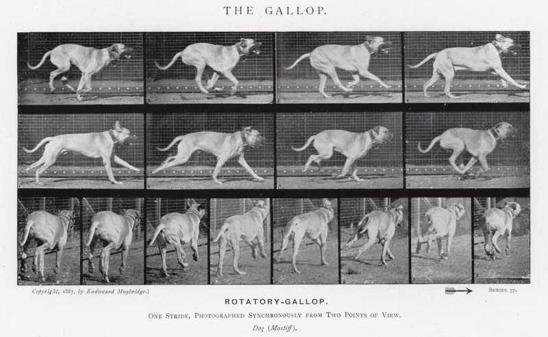 The Gallop by Eadweard Muybridge
