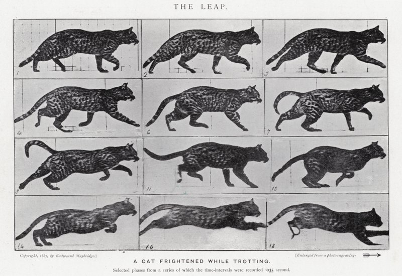 Eadweard Muybridge: The Leap (b/w photo) by Eadweard Muybridge