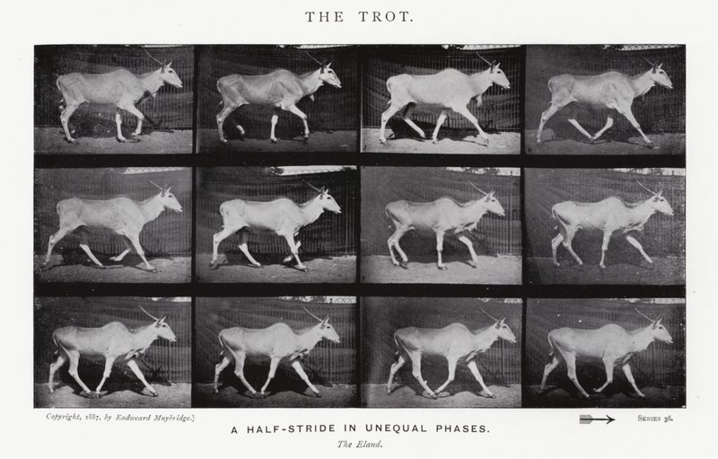 The Trot by Eadweard Muybridge