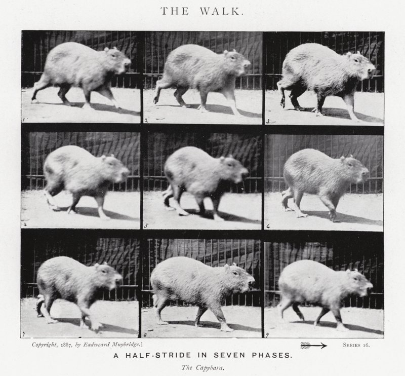 Eadweard Muybridge: The Walk by Eadweard Muybridge
