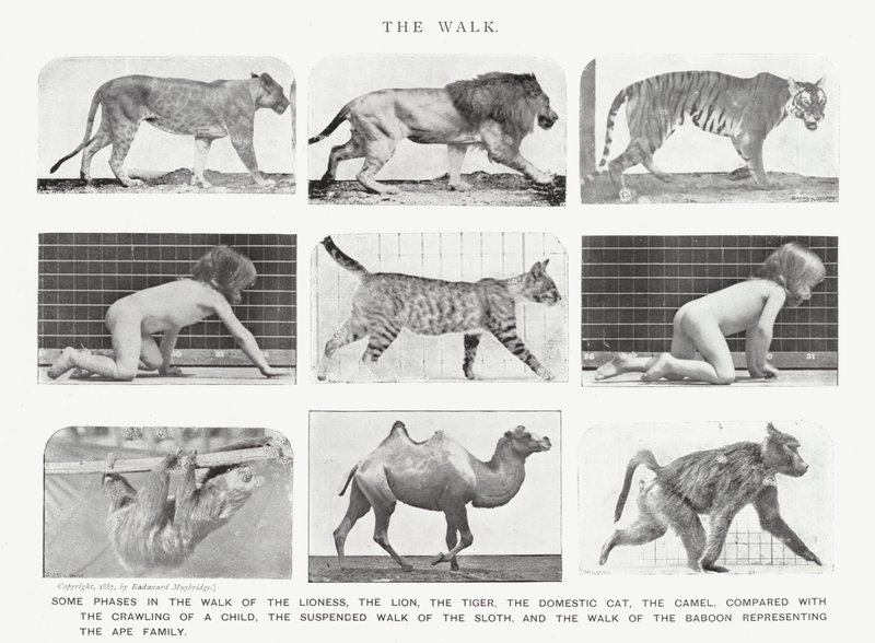 Eadweard Muybridge: The Walk by Eadweard Muybridge