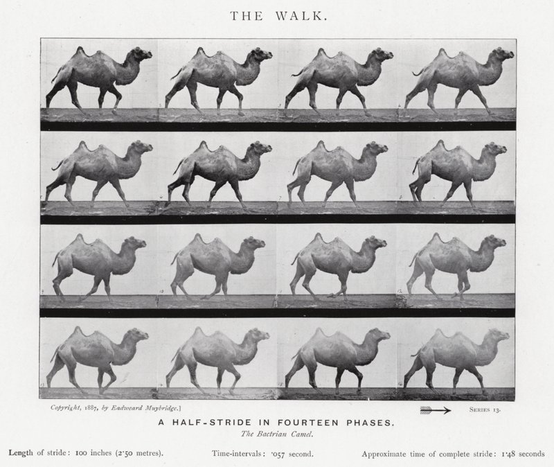 Eadweard Muybridge: The Walk by Eadweard Muybridge