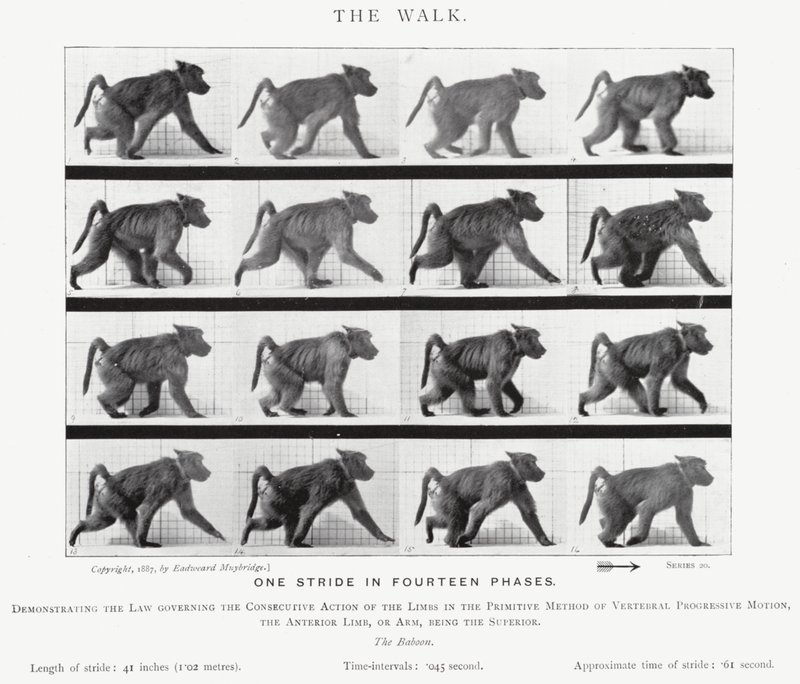 The Walk by Eadweard Muybridge